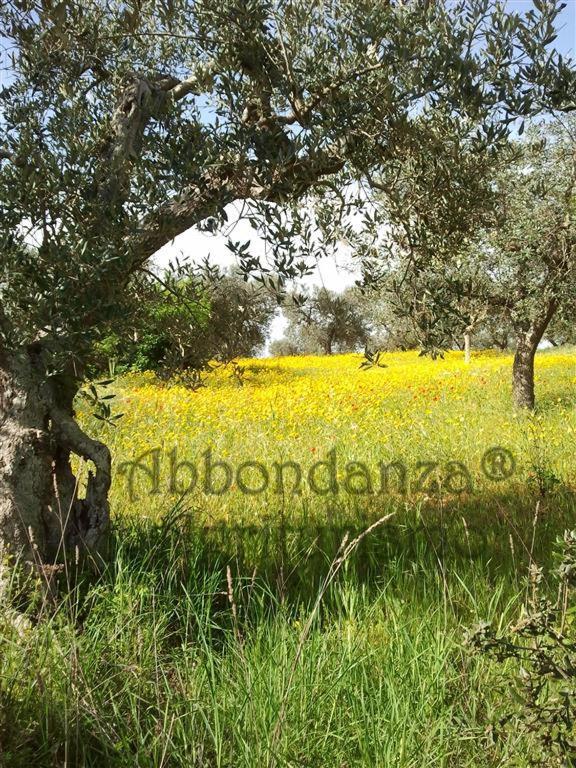 Вилла Agriturismo Abbondanza Альберобелло Экстерьер фото
